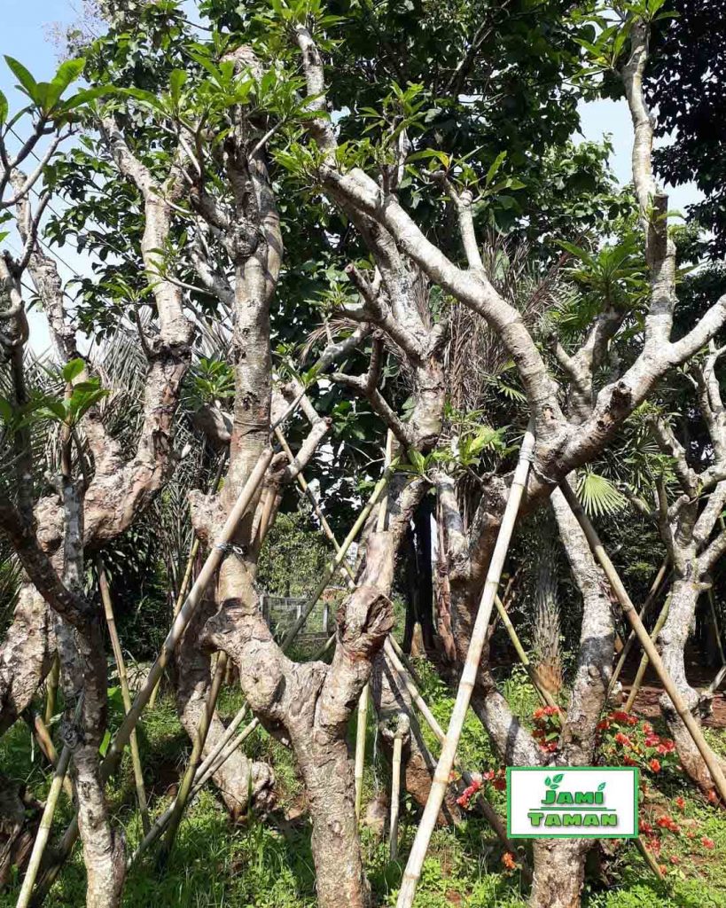 Jual Pohon Kamboja Fosil