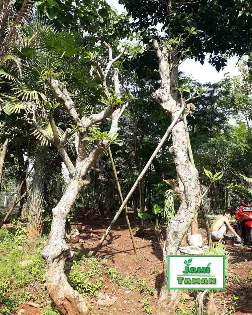 Pohon Kamboja Fosil 3 Meter